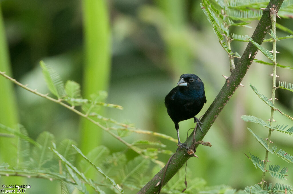 Blue-black Grassquit