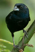 Blue-black Grassquit