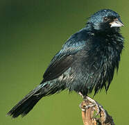 Blue-black Grassquit