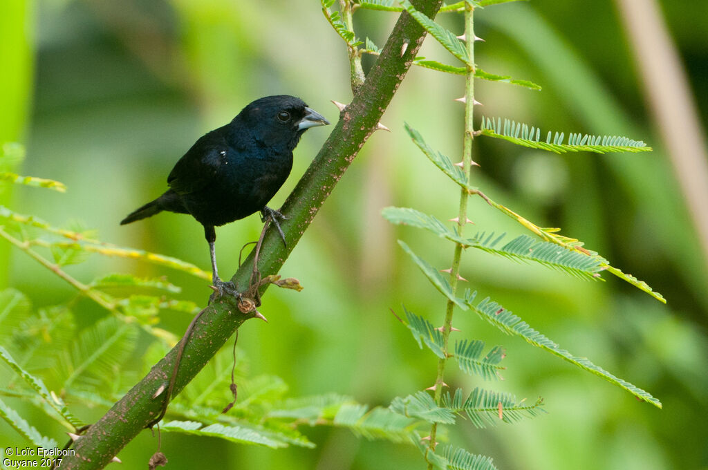 Blue-black Grassquit