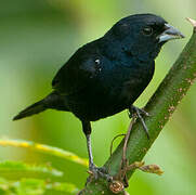 Blue-black Grassquit