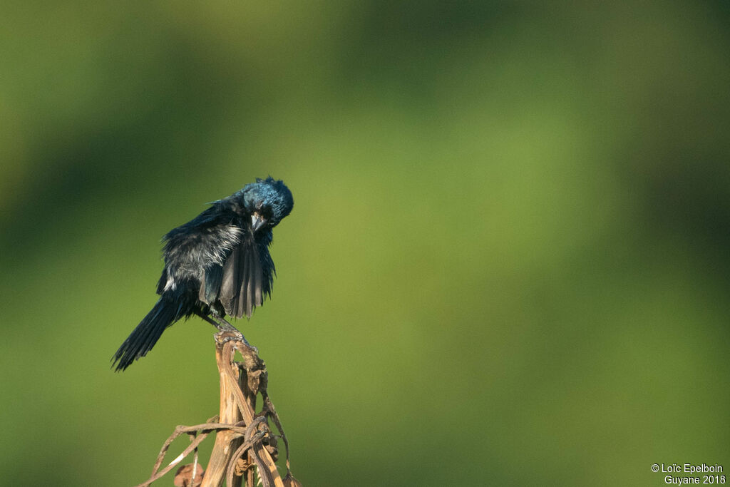 Blue-black Grassquit