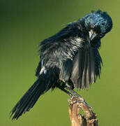 Blue-black Grassquit