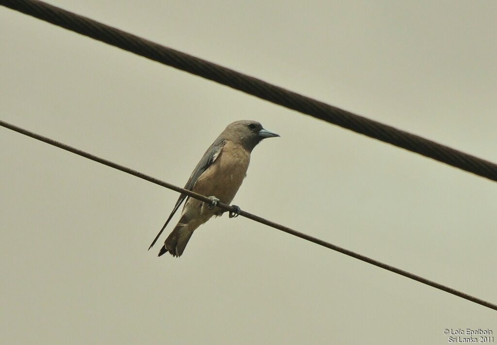 Ashy Woodswallow