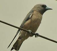 Ashy Woodswallow