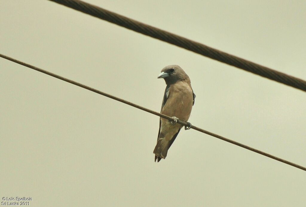 Ashy Woodswallow