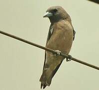 Ashy Woodswallow