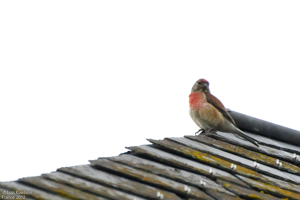 Linotte mélodieuse