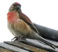 Common Linnet