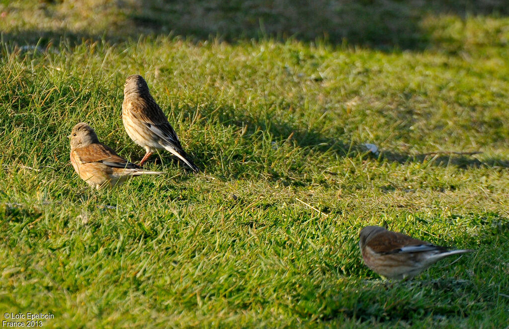 Common Linnet