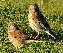 Common Linnet