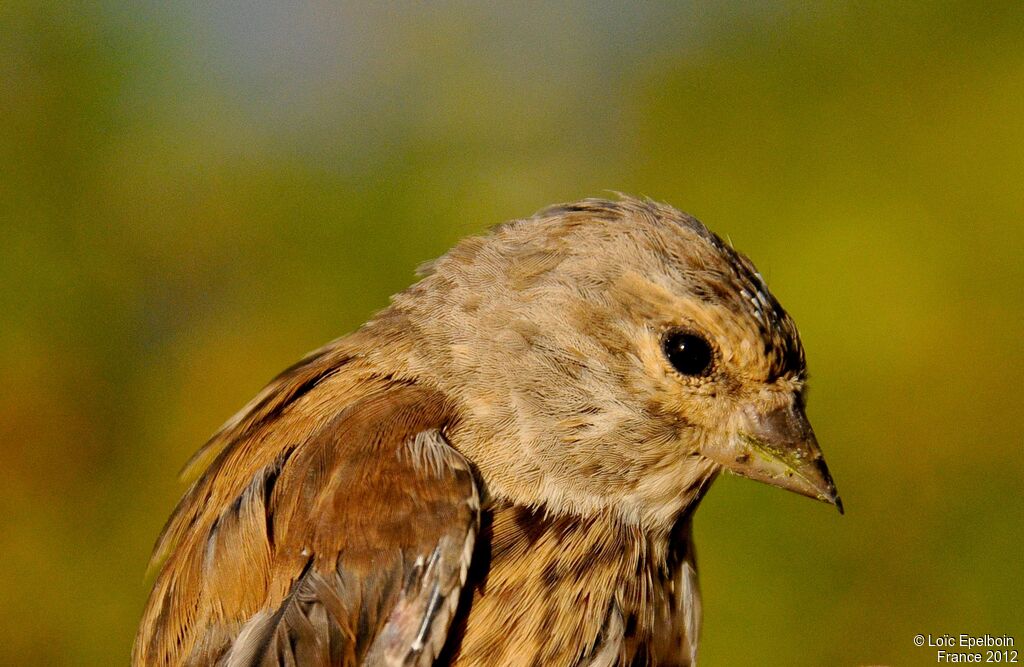 Common Linnet