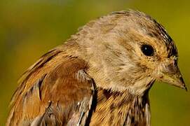 Common Linnet