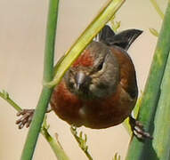 Common Linnet