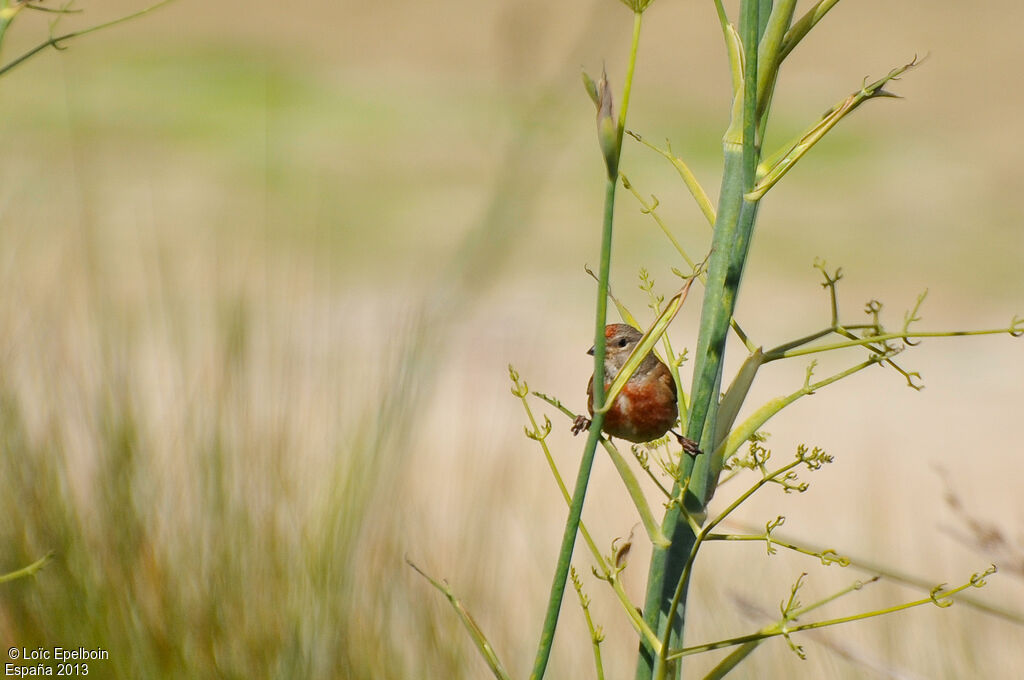 Common Linnet