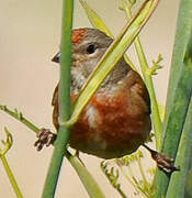 Common Linnet