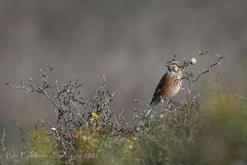 Common Linnet