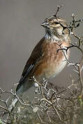 Common Linnet