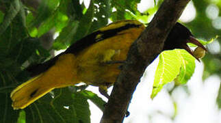 Black-hooded Oriole