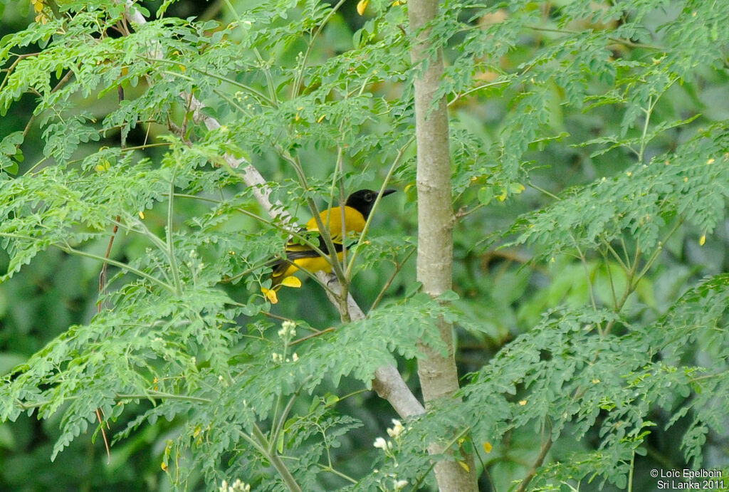 Black-hooded Oriole