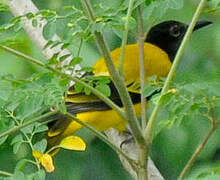 Black-hooded Oriole