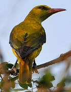 Indian Golden Oriole