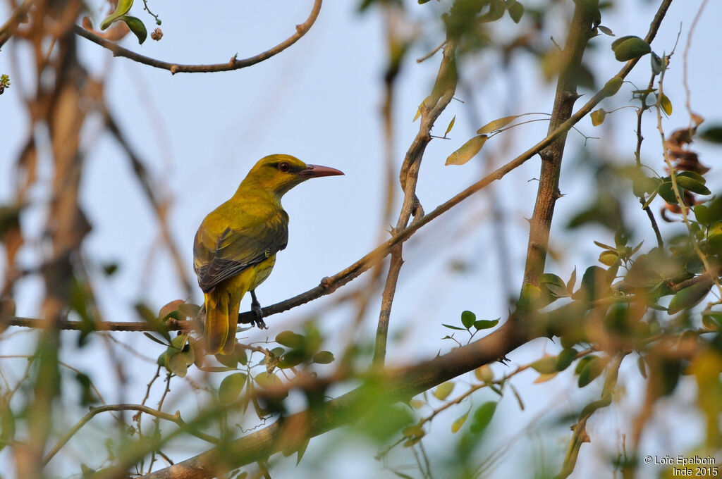 Indian Golden Oriole