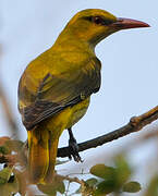 Indian Golden Oriole