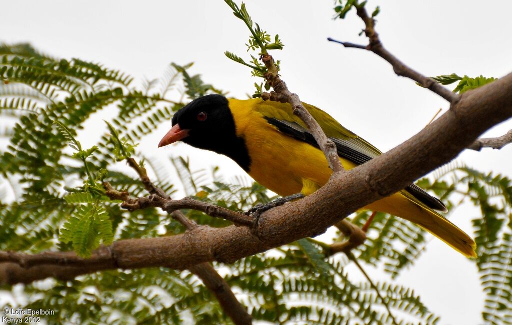 Black-headed Oriole