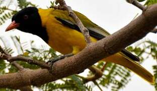 Black-headed Oriole