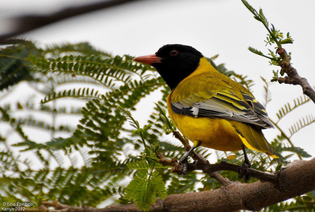 Black-headed Oriole