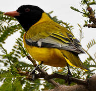 Black-headed Oriole