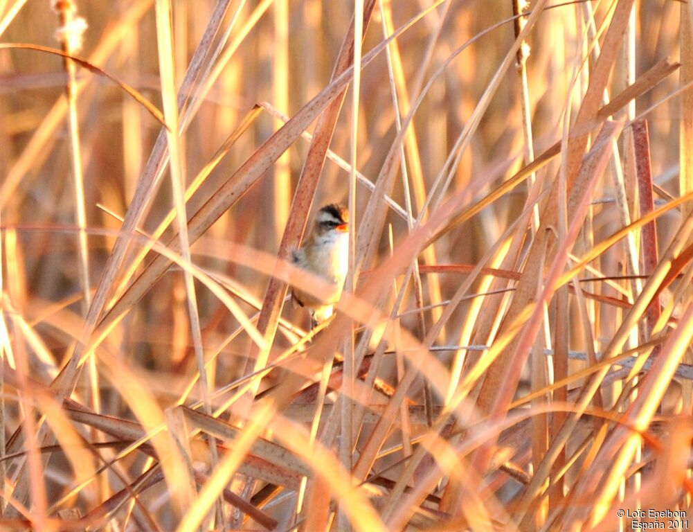 Moustached Warbler