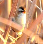 Moustached Warbler