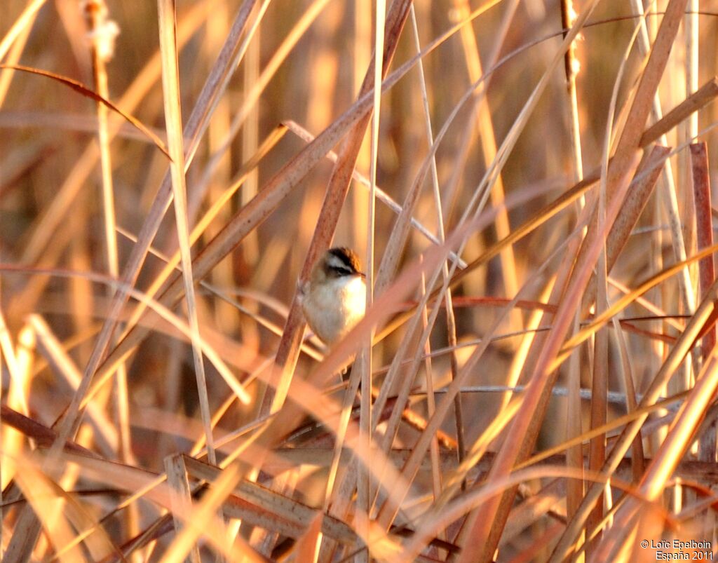 Moustached Warbler