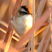 Moustached Warbler