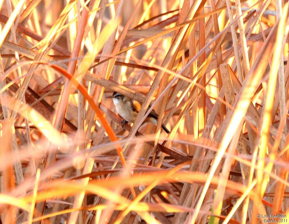 Moustached Warbler