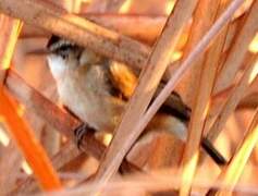 Moustached Warbler