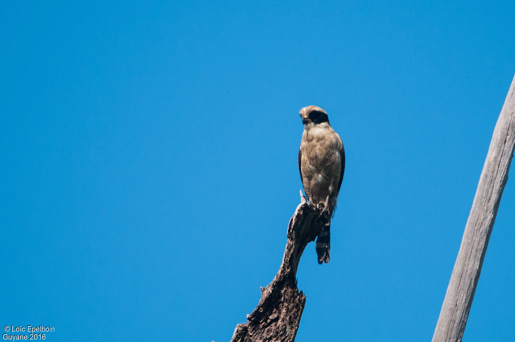 Laughing Falcon