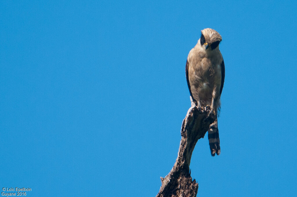 Laughing Falcon