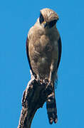 Laughing Falcon