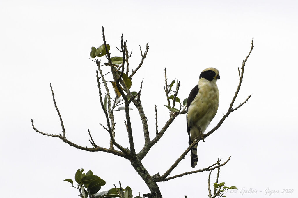 Laughing Falcon