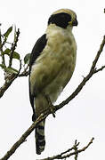 Laughing Falcon