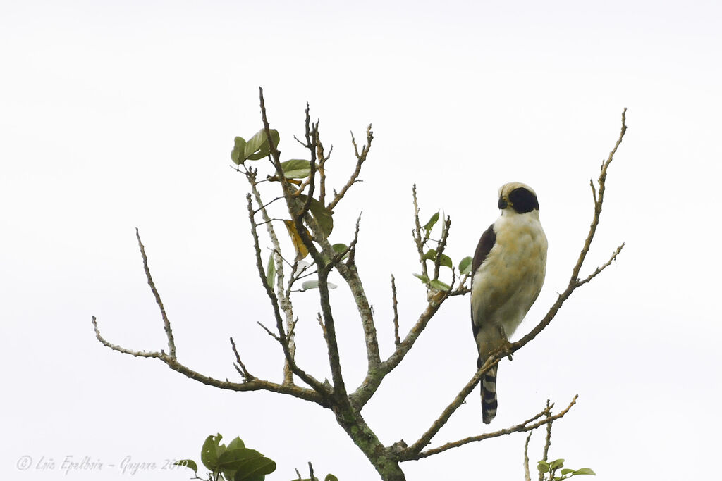 Laughing Falcon