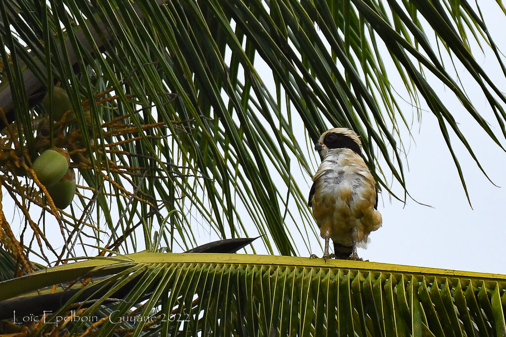 Macagua rieur