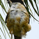 Macagua rieur