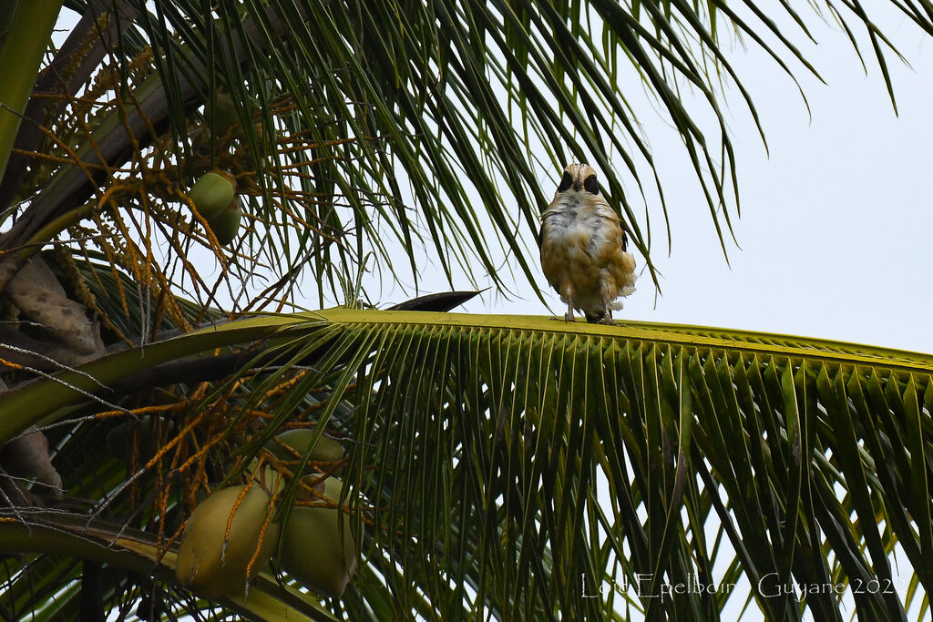 Macagua rieur