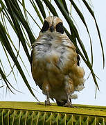 Laughing Falcon