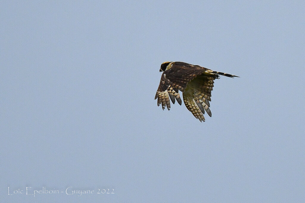 Laughing Falcon