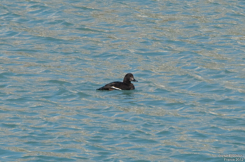 Velvet Scoter